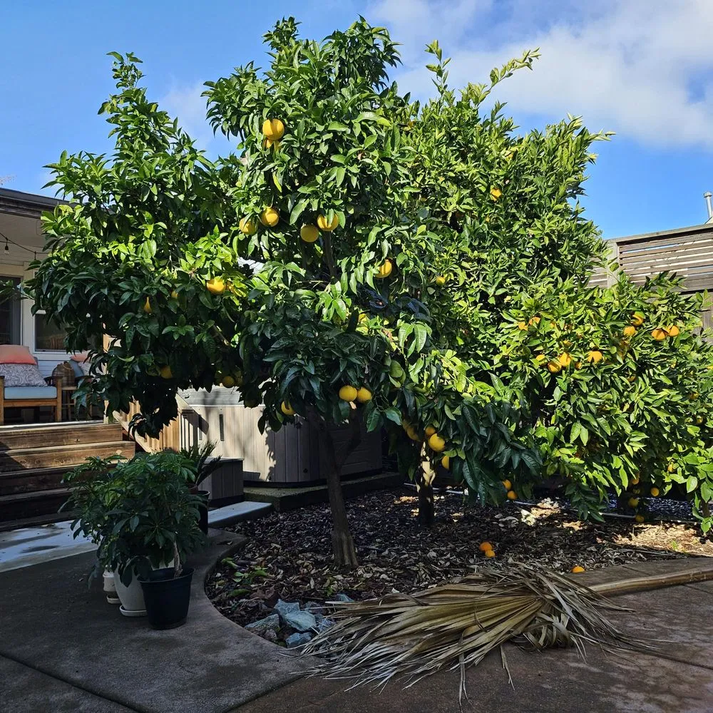 Top-rated landscaping services experts serving Cotati, CA - HMC Landscaping