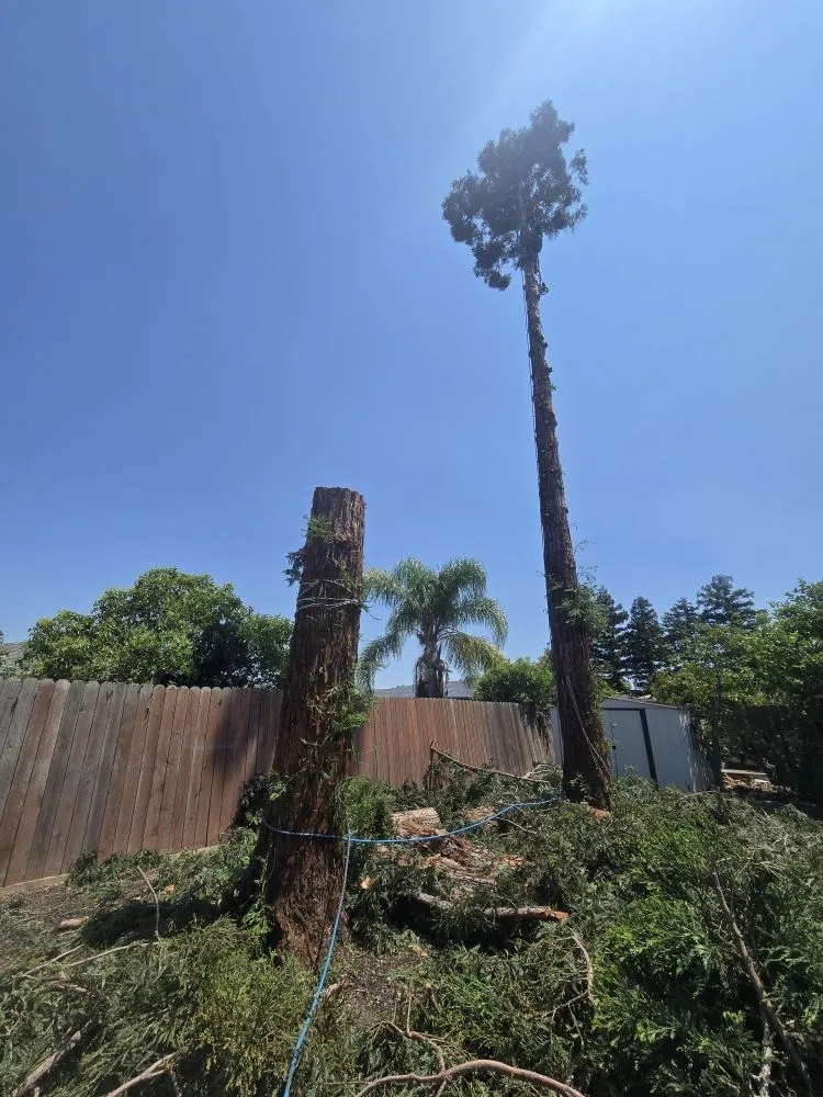 Local outdoor landscaping for beautiful yards in Antioch, CA by HMG Landscaping & Tree Serv