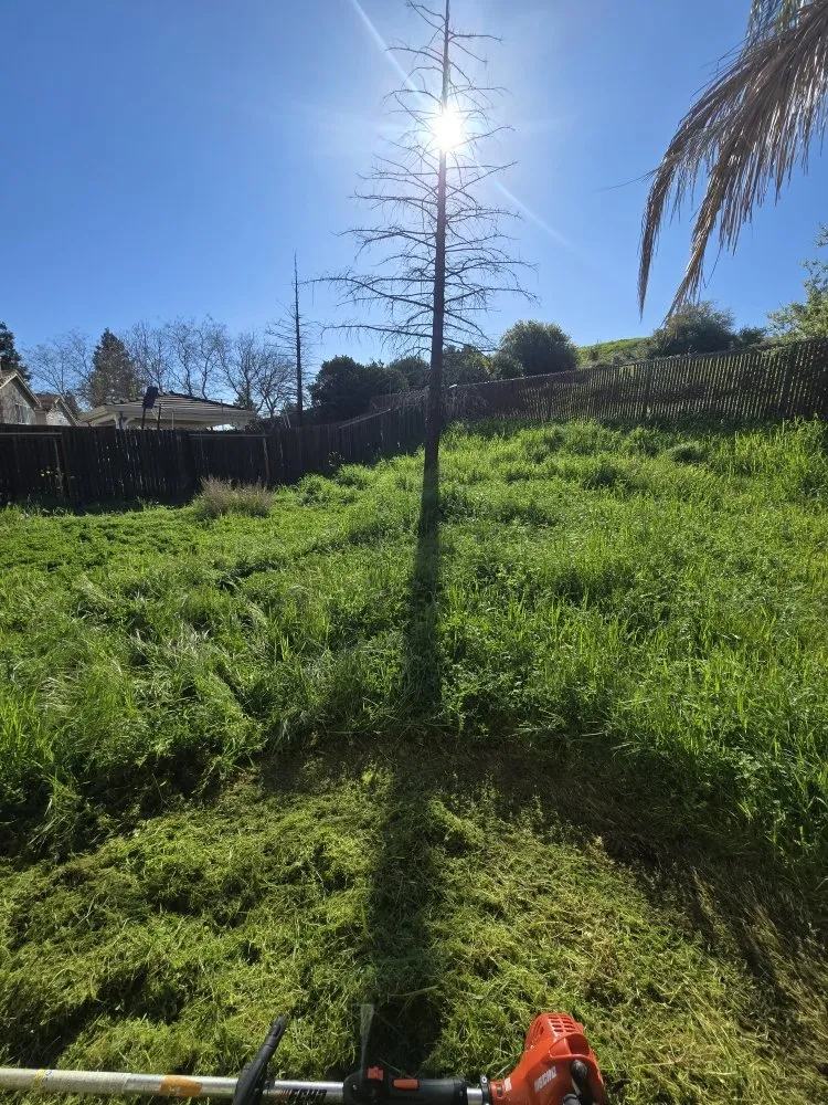 Local outdoor landscaping for residential properties in Antioch, CA by HMG Landscaping & Tree Serv