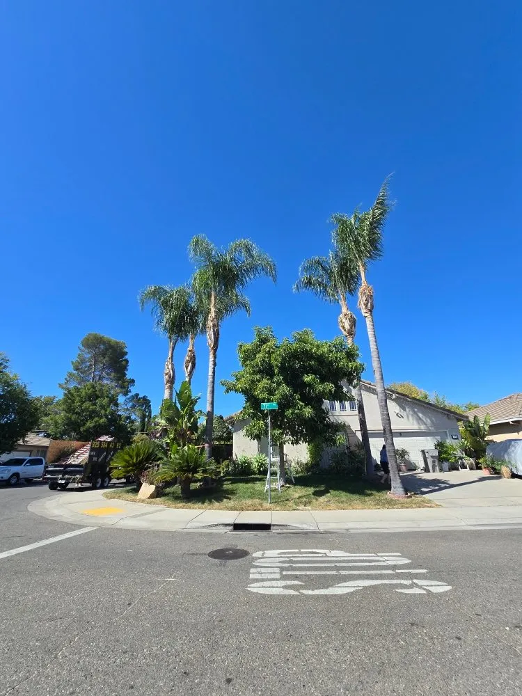 Custom yard maintenance with custom design in Antioch, CA by HMG Landscaping & Tree Serv