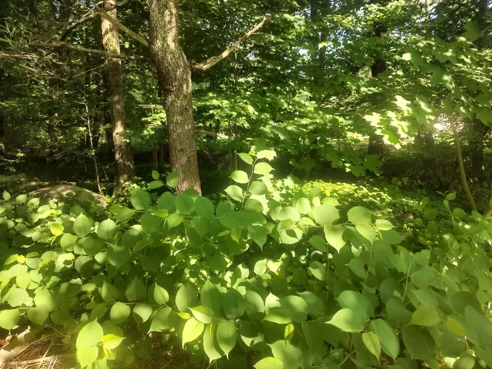 Top-rated landscape design for year-round maintenance across Raynham, MA - HMG Property Management