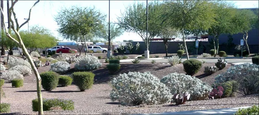 Local yard cleanup service in Phoenix, AZ by HMI Commercial Landscape