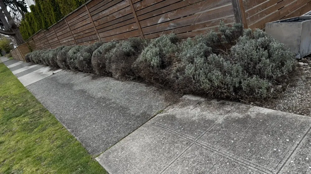 Expert lawn care service in Tukwila, WA by Hn Landscaping