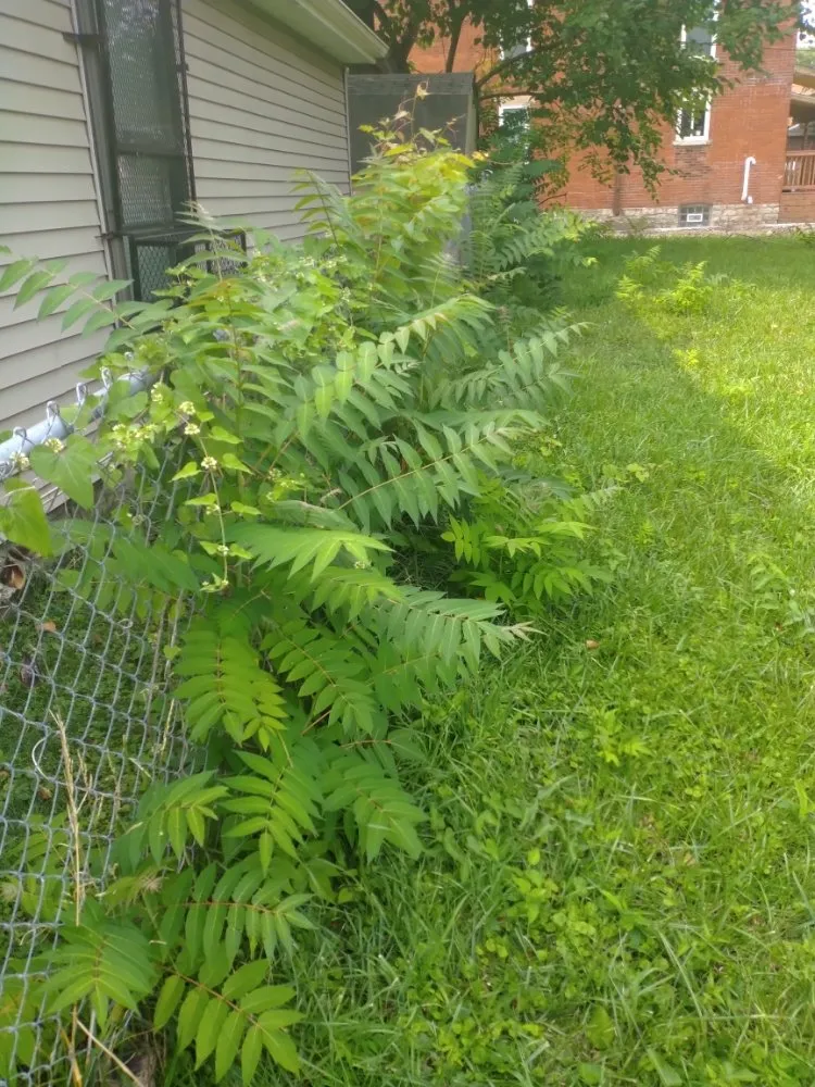 Affordable landscape installation experts serving Columbus, OH - HNH Landscaping