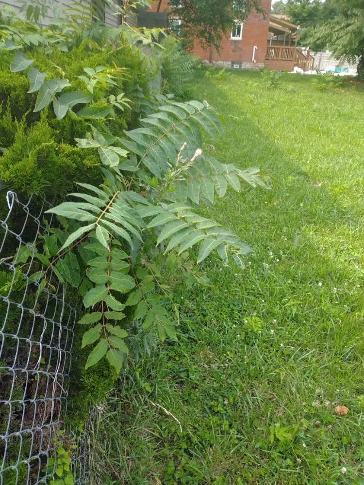 Professional landscape installation experts serving Columbus, OH - HNH Landscaping