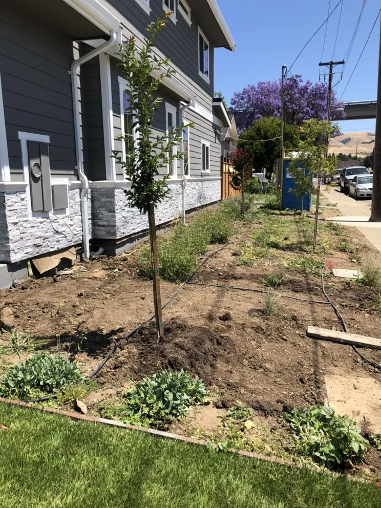 Affordable yard cleanup service in Newark, CA by HNP Landscaping