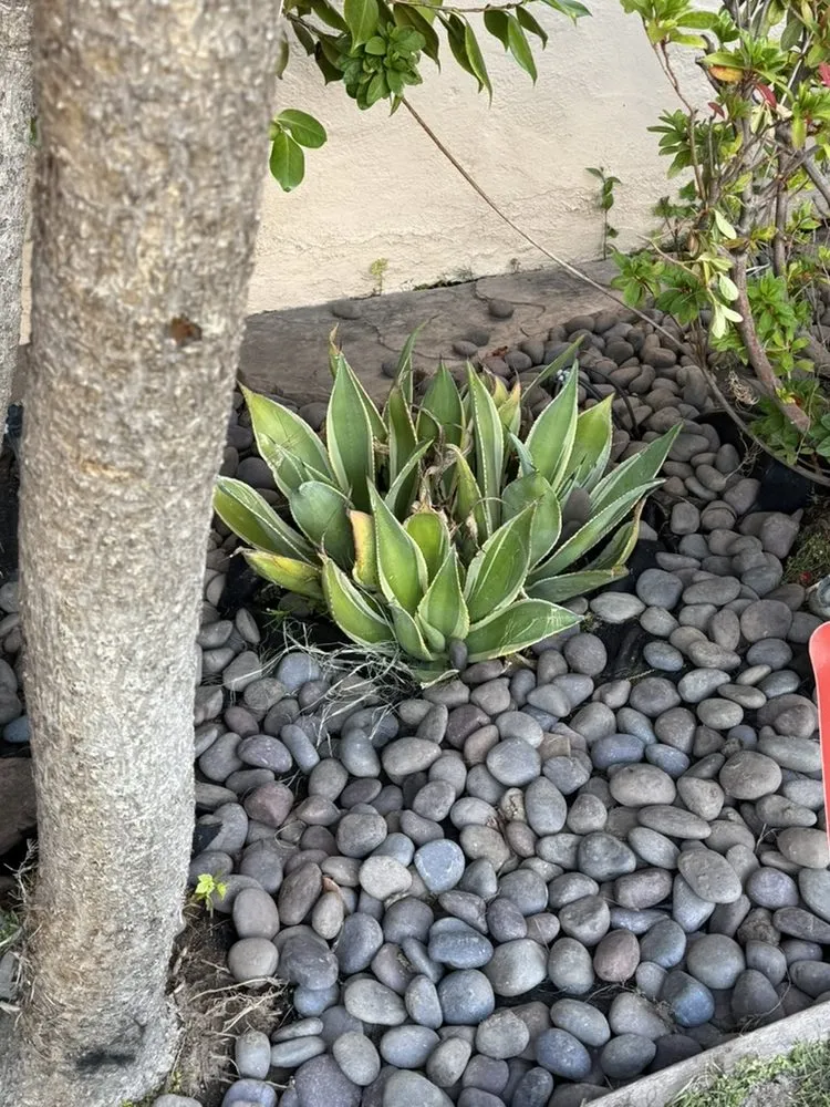 Professional garden landscaping for outdoor upgrades across Newark, CA - HNP Landscaping