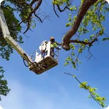 Expert lawn care service in Cleveland, TX - Hoagland's Tree Removal Service