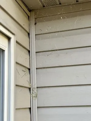 Hoagy's Lawn Care Service & Tree Farm Logo