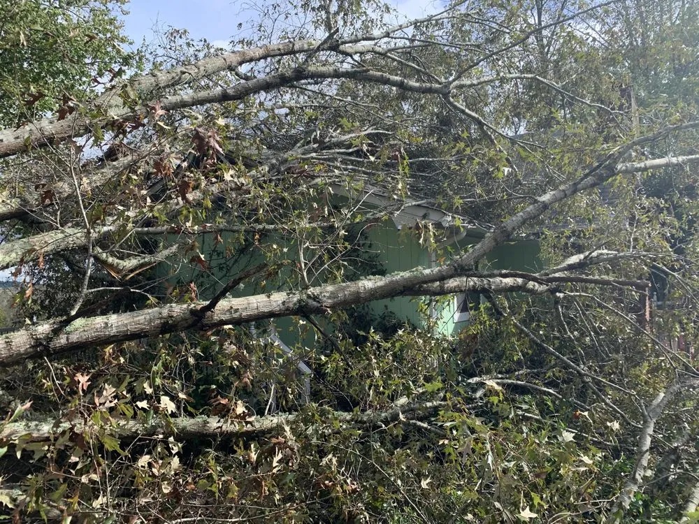 Trusted yard cleanup service in Greenville, SC by Hobart Solutions