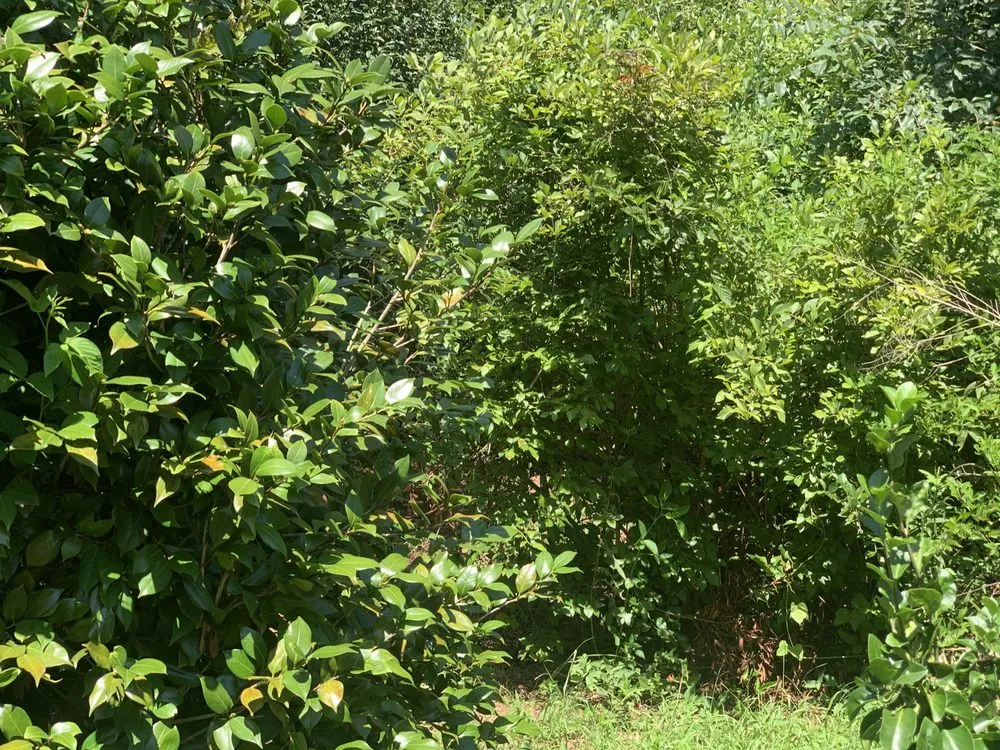 Professional lawn care service in Taylors, SC - Hobart Solutions