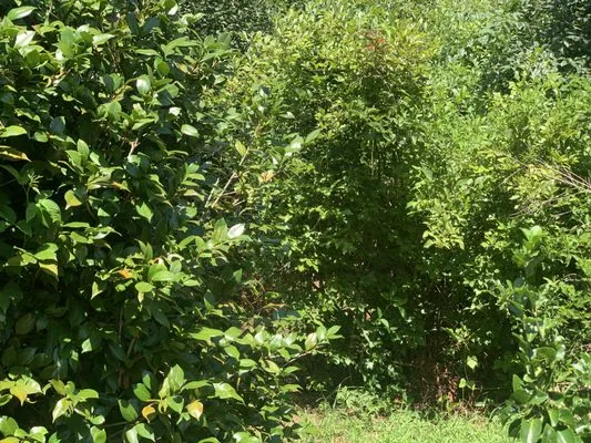 Hobart Solutions Logo