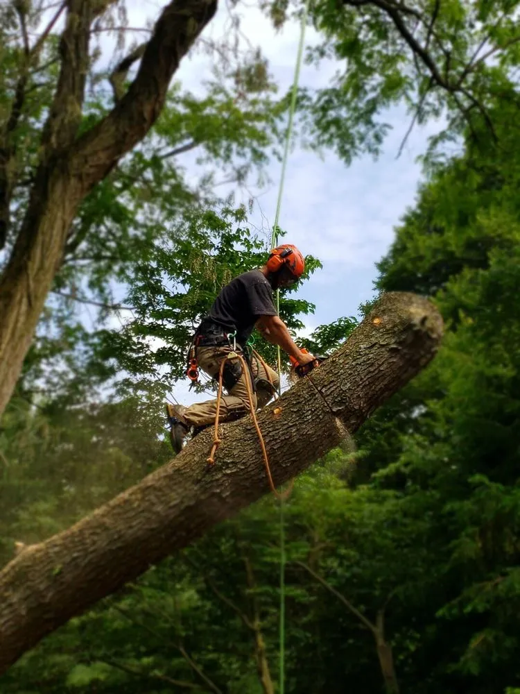 Professional yard cleanup service near you in Nottingham, PA by Hodgson Lawn and Land