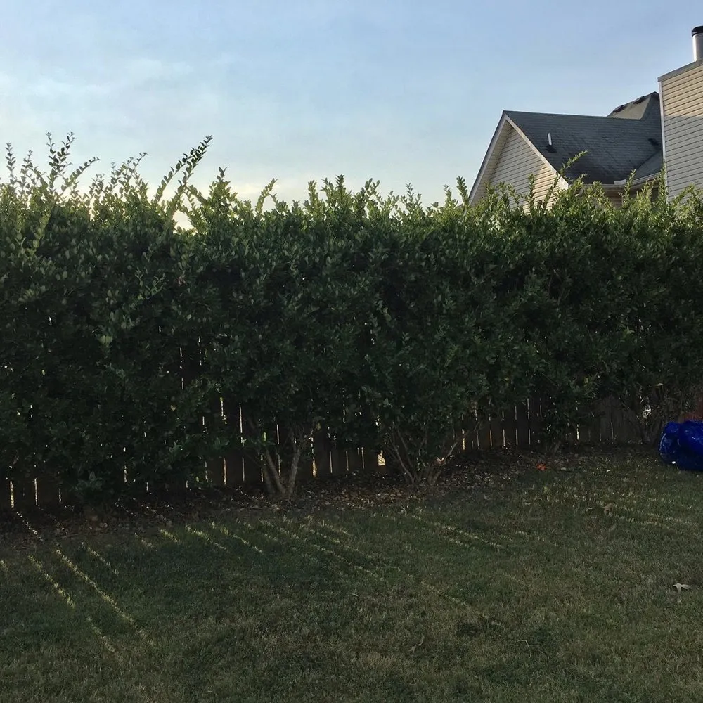 Custom yard maintenance near you in Jonesboro, GA by Hodo’s lawncare