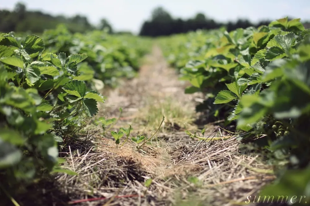Reliable yard maintenance in Holland, OH - Hoen's Garden Center & Landscaping