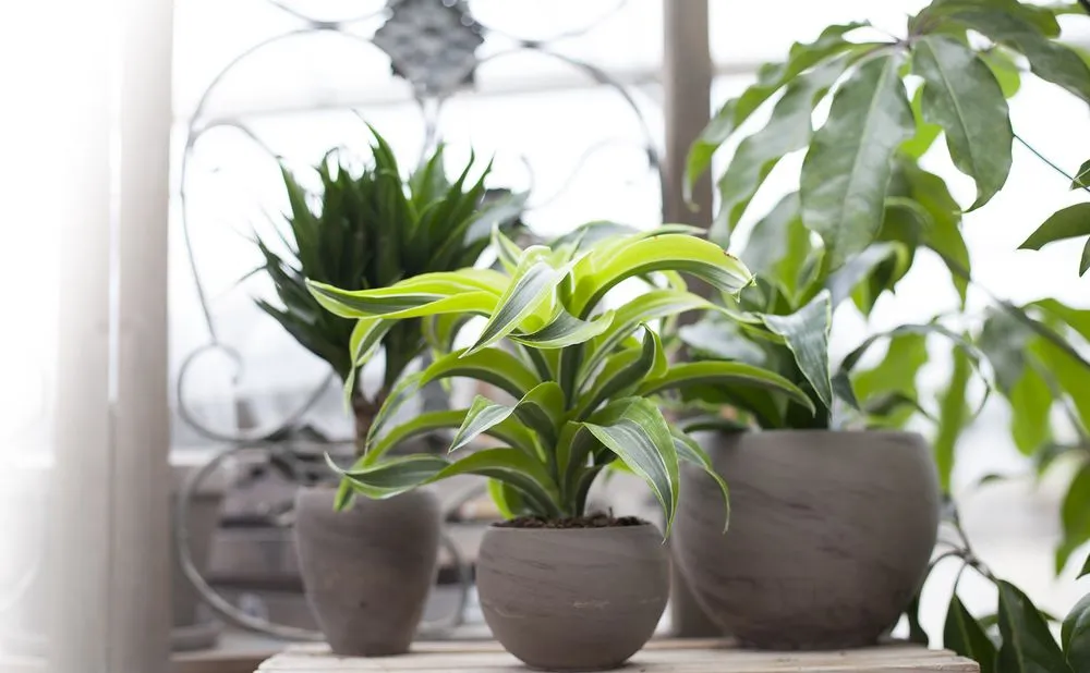 Expert garden landscaping experts serving Holland, OH - Hoen's Garden Center & Landscaping