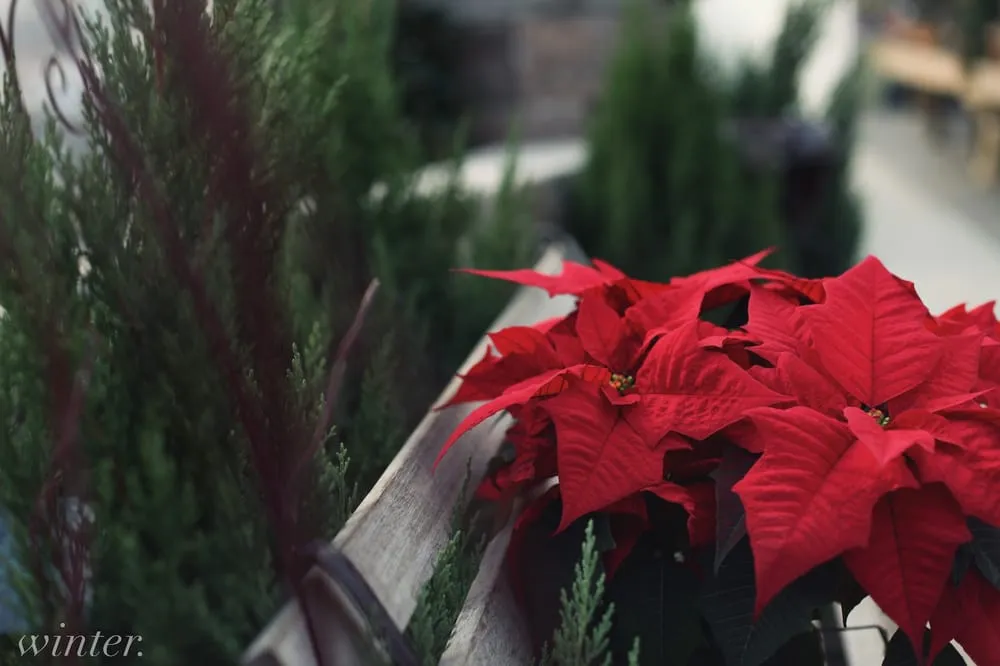 Custom yard maintenance in Holland, OH by Hoen's Garden Center & Landscaping