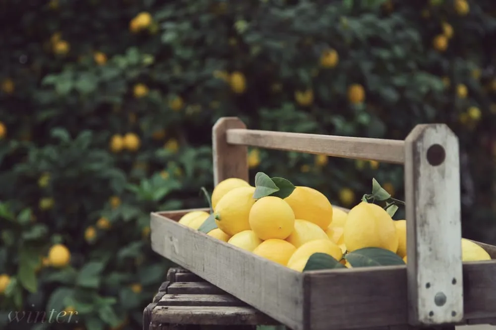 Local yard cleanup service experts serving Holland, OH - Hoen's Garden Center & Landscaping