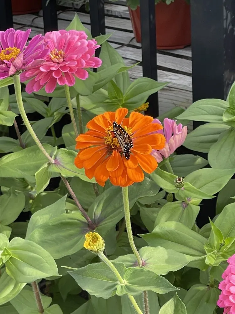 Trusted lawn care service in Holland, OH by Hoen's Garden Center & Landscaping