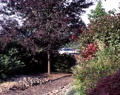 Custom yard maintenance for outdoor upgrades in Peoria, IL by Hoerr Nursery