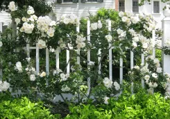 Reliable yard maintenance in Peoria, IL by Hoerr Nursery