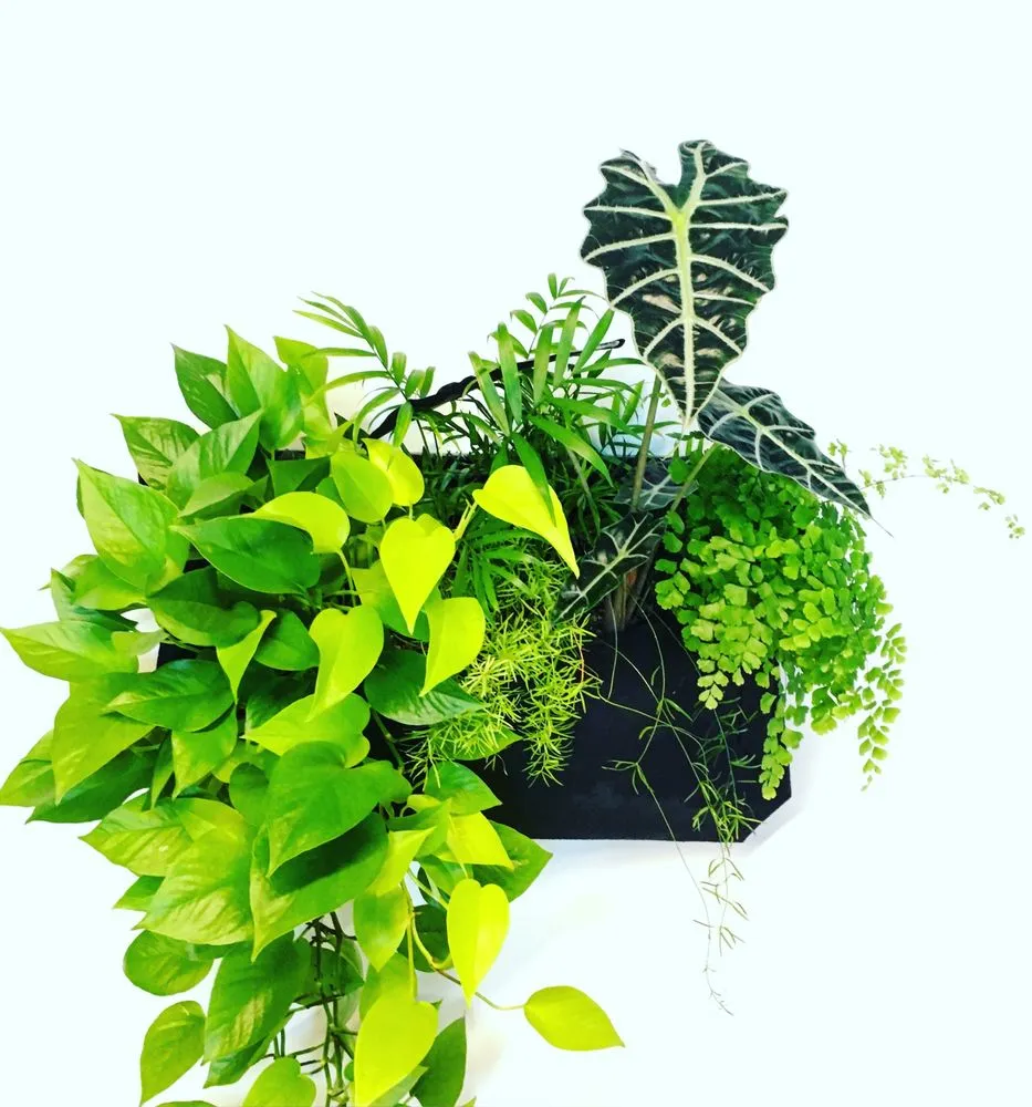 Expert residential landscaping for beautiful yards in Oakland, CA by Hoes and Ditches