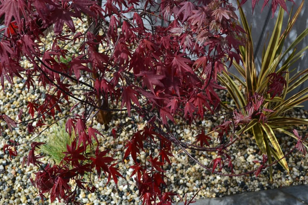 Affordable landscape installation experts serving Oakland, CA - Hoes and Ditches