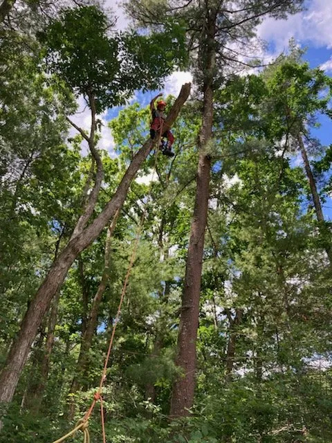 Local residential landscaping in Milton, MA - Hoey Landscaping & Tree Service