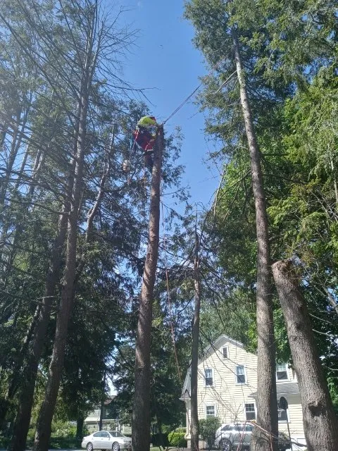 Trusted lawn care service with custom design in Milton, MA by Hoey Landscaping & Tree Service