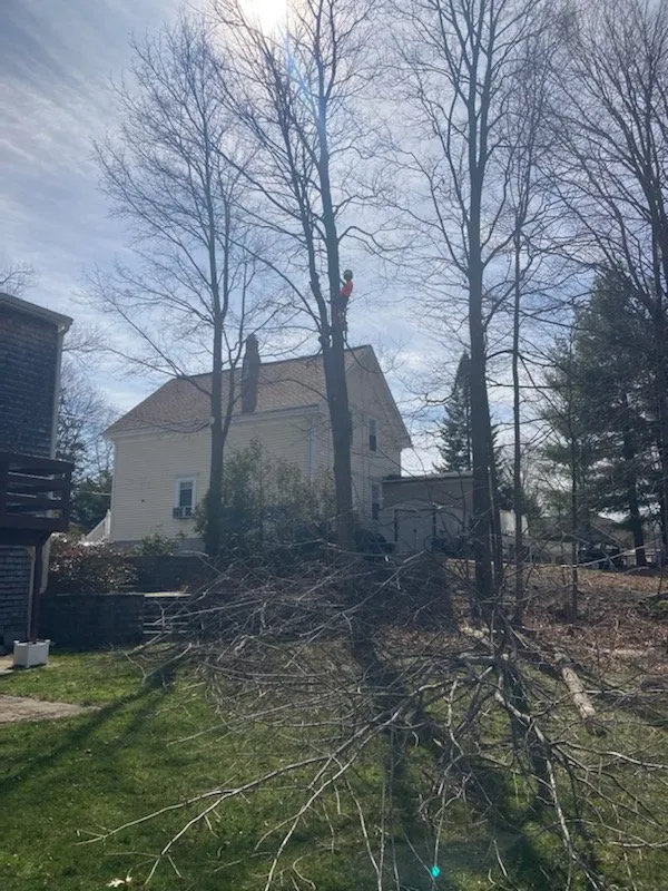 Local landscape installation in Milton, MA - Hoey Landscaping & Tree Service