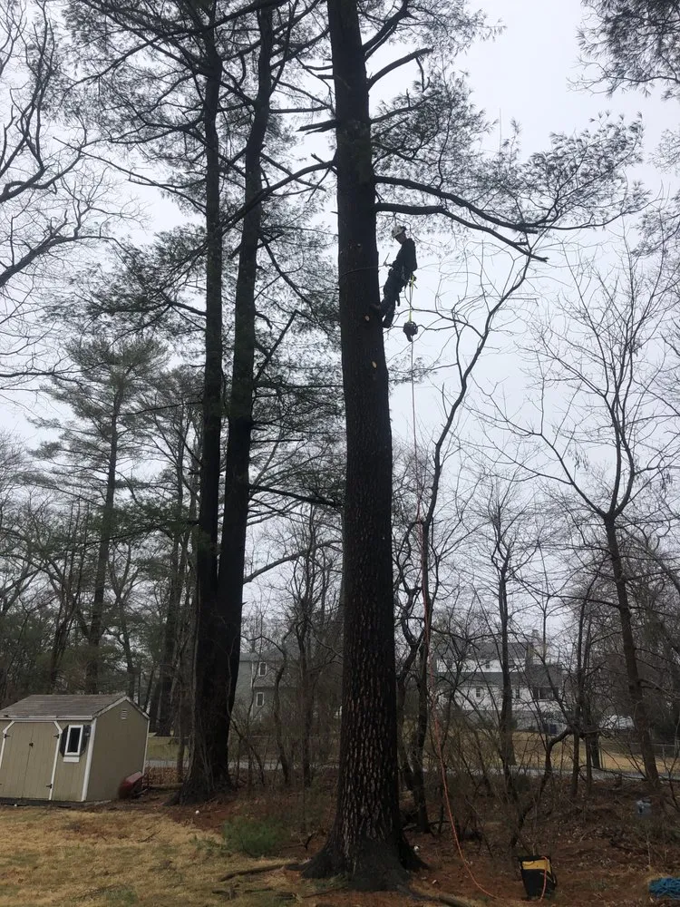 Expert residential landscaping in Milton, MA by Hoey Landscaping & Tree Service