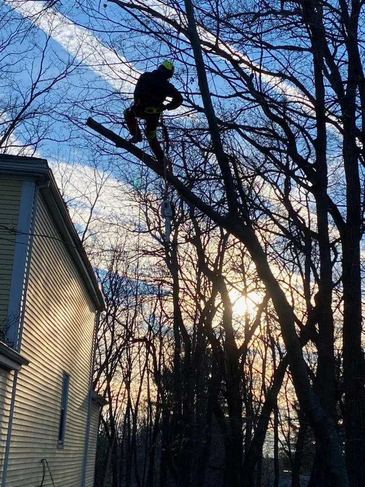 Expert outdoor landscaping in Milton, MA by Hoey Landscaping & Tree Service