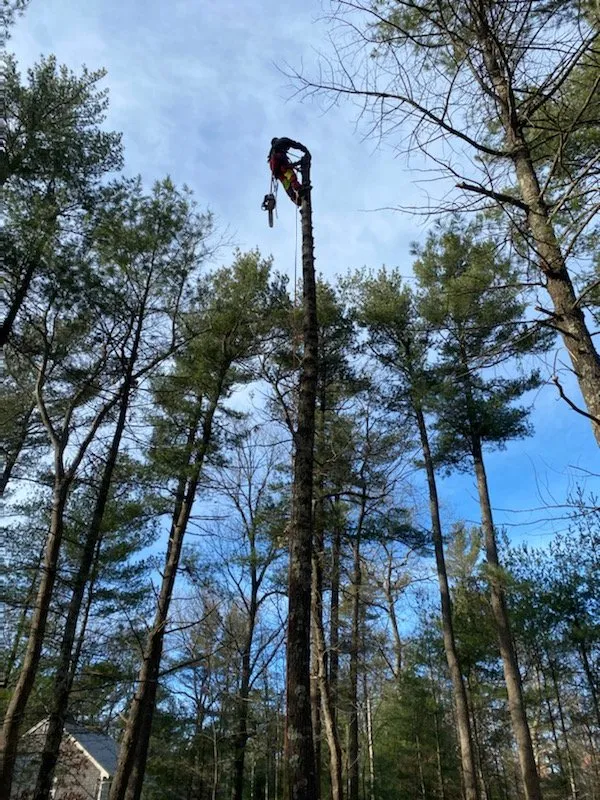 Trusted outdoor landscaping with custom design in Milton, MA by Hoey Landscaping & Tree Service