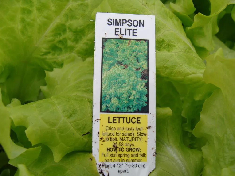 Professional lawn care service in Washington, MO by Hoffmann Hillermann Nursery & Florist