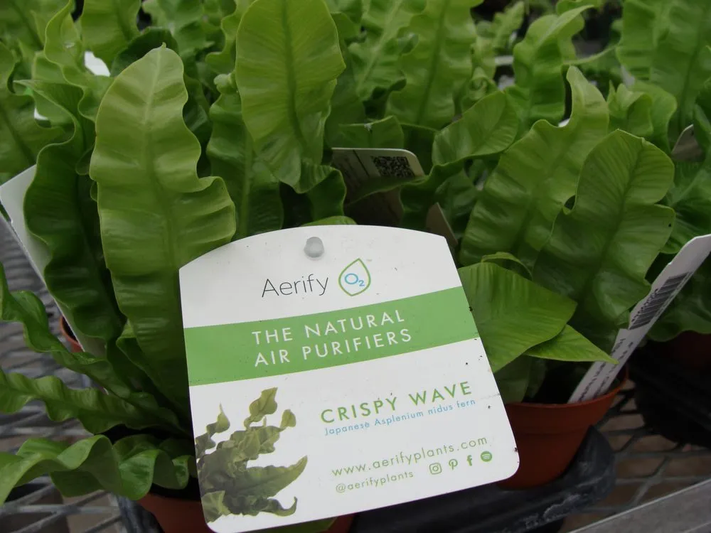 Local lawn care service in Washington, MO by Hoffmann Hillermann Nursery & Florist