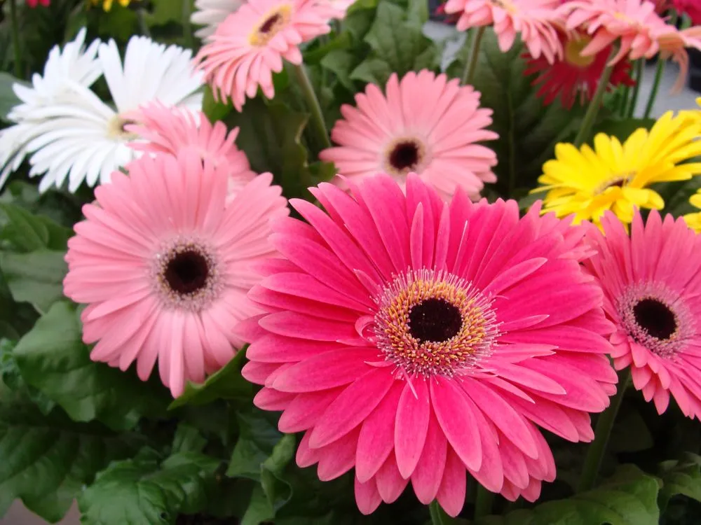 Top-rated garden landscaping near you in Washington, MO by Hoffmann Hillermann Nursery & Florist