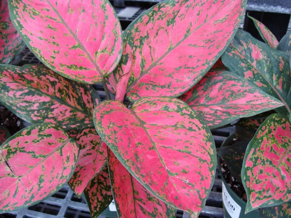 Reliable garden landscaping in Washington, MO by Hoffmann Hillermann Nursery & Florist