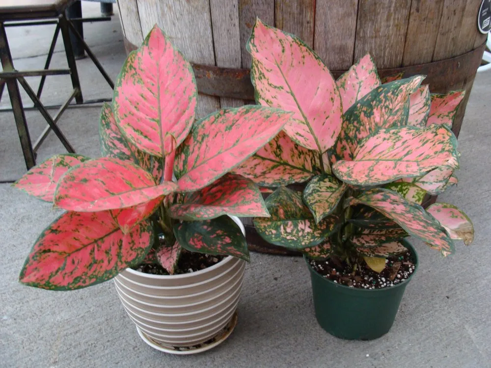 Top-rated yard cleanup service for year-round maintenance in Washington, MO by Hoffmann Hillermann Nursery & Florist