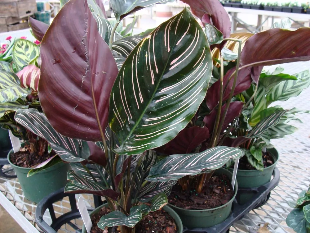 Expert garden landscaping for year-round maintenance in Washington, MO by Hoffmann Hillermann Nursery & Florist