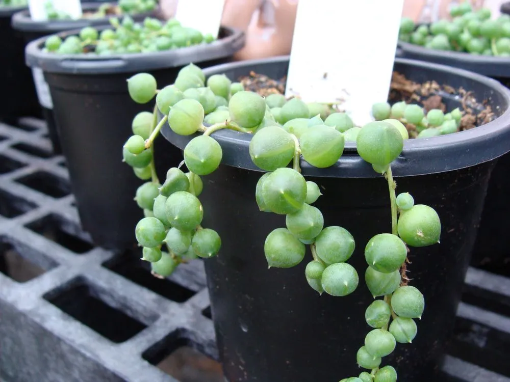 Affordable landscape design for beautiful yards across Washington, MO - Hoffmann Hillermann Nursery & Florist