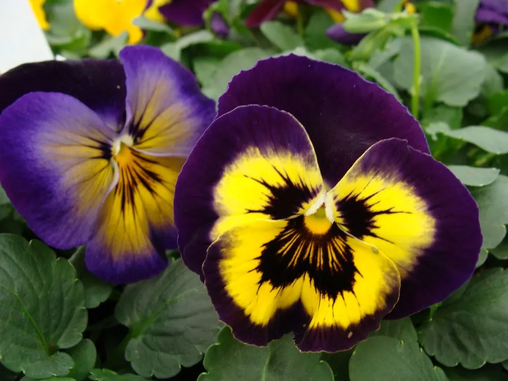 Expert yard cleanup service experts serving Washington, MO - Hoffmann Hillermann Nursery & Florist