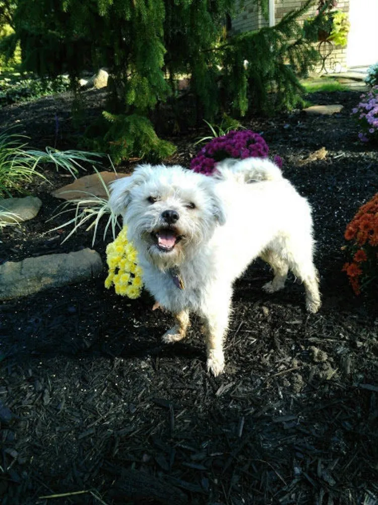 Reliable yard cleanup service for outdoor upgrades across New Franklin, OH - Hoffman's Landscaping