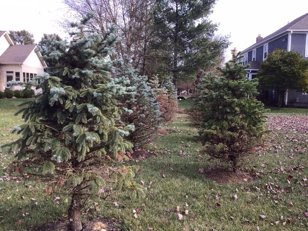 Expert landscaping services in Delaware, OH - Hoffmans Lawn & Fertilization