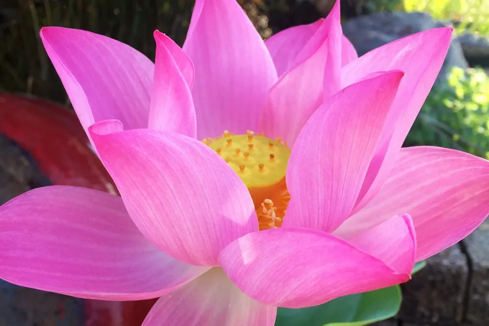 Professional yard cleanup service for beautiful yards across Uniontown, OH - Hoffman's Water X Scapes