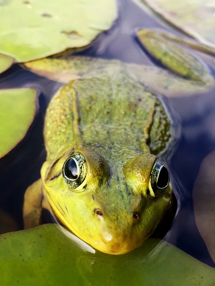 Reliable outdoor landscaping for residential properties across Uniontown, OH - Hoffman's Water X Scapes