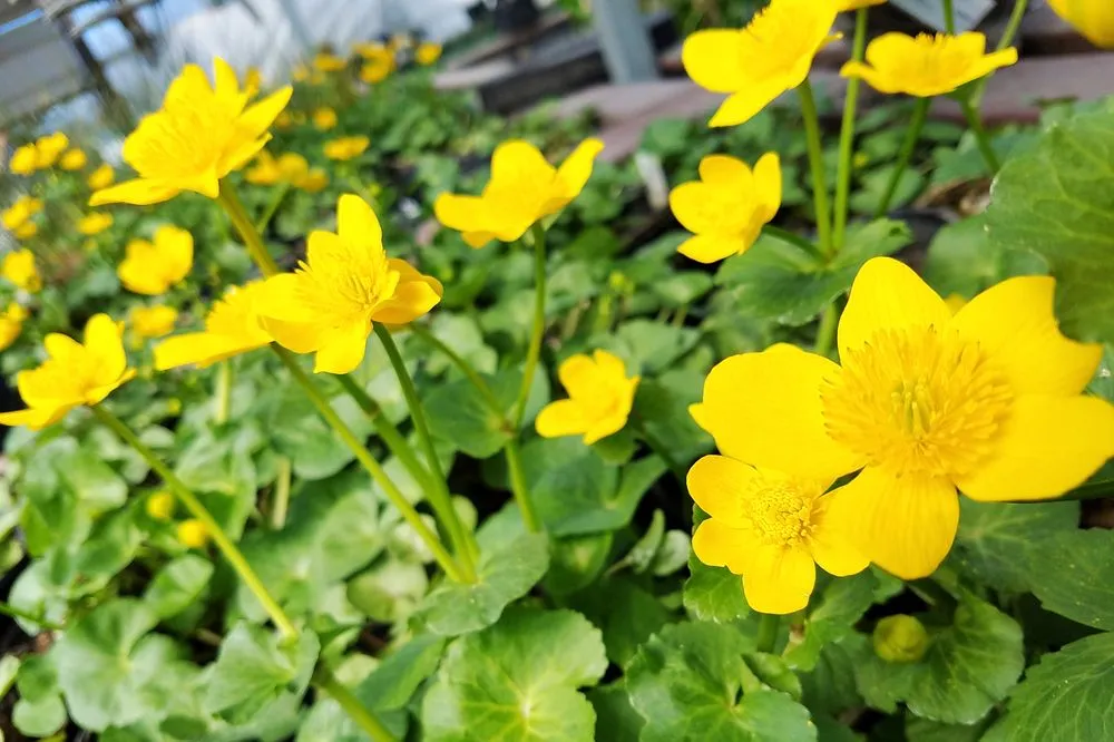 Reliable lawn care service with custom design across Uniontown, OH - Hoffman's Water X Scapes