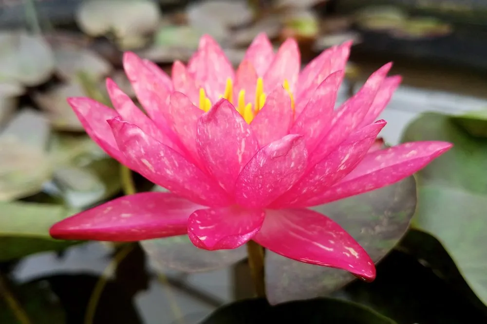 Local garden landscaping for year-round maintenance across Uniontown, OH - Hoffman's Water X Scapes