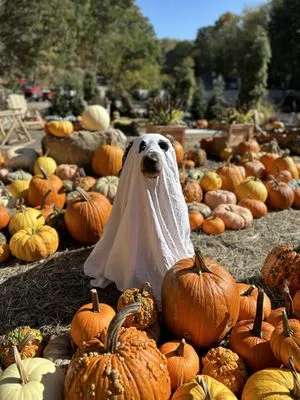 Hoff's All Season Supply Logo