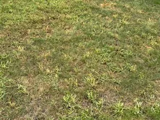 Custom yard cleanup service in Rockford, IL by Hofherr's Landscaping