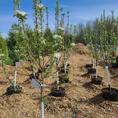 Holbrook Landscaping